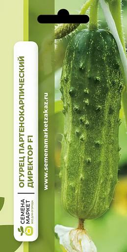 Тұқым себу Қияр «Директор F1» ОПТОМ фото 1