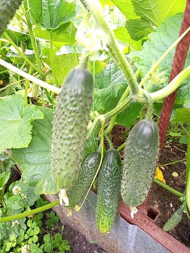 Тұқым себу Қияр «Директор F1» ОПТОМ фото 2