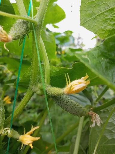 Тұқым себу Қияр «Директор F1» ОПТОМ фото 3