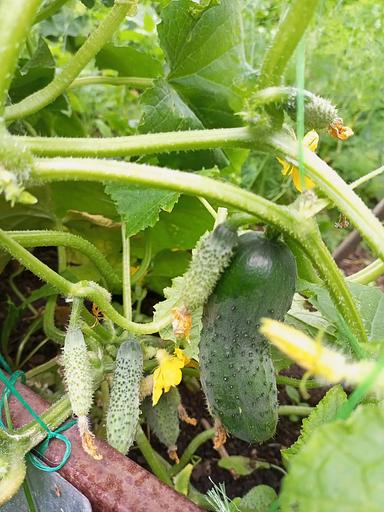 Тұқым себу Қияр «Директор F1» ОПТОМ фото 4