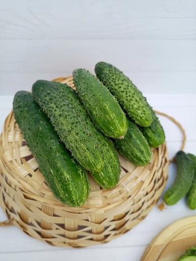 Тұқым себу Қияр «Директор F1» ОПТОМ фото 5