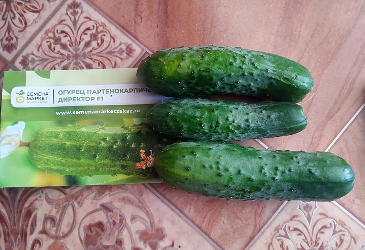 Тұқым себу Қияр «Директор F1» ОПТОМ фото 6