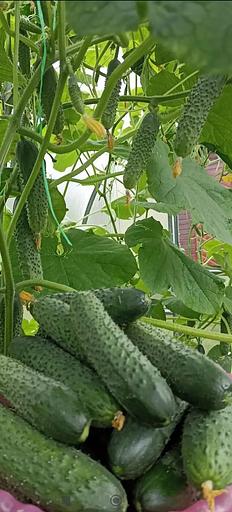 Тұқым себу Қияр «Pasamonte F1» КӨТЕРМЕ фото 2