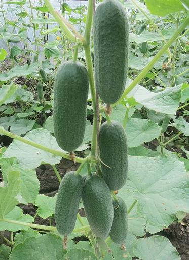 Тұқымдар Қияр «Green Miracle F1» ОПТОМ фото 2