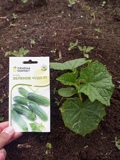 Тұқымдар Қияр «Green Miracle F1» ОПТОМ фото 3