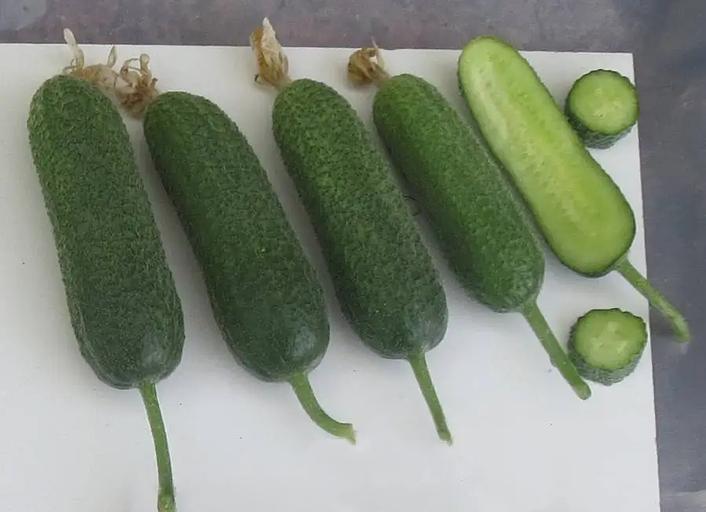 Тұқымдар Қияр «Green Miracle F1» ОПТОМ фото 4