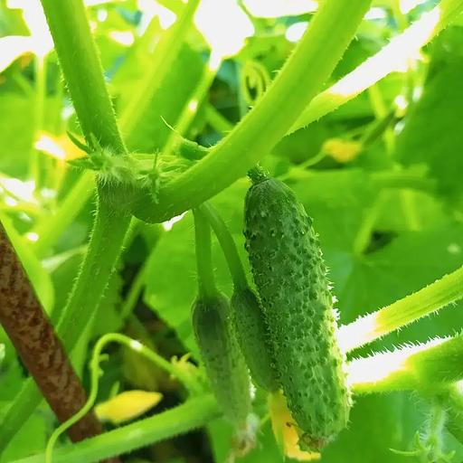 播种黄瓜“凤凰”批发 фото 2