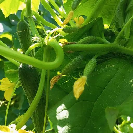 播种黄瓜“凤凰”批发 фото 3