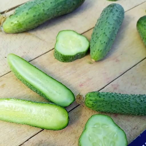 播种黄瓜“凤凰”批发 фото 4