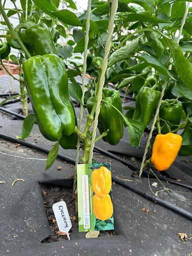 Семена посевные Перец сладкий «Джемини F1» ОПТ фото 2