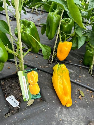Семена посевные Перец сладкий «Джемини F1» ОПТ фото 3