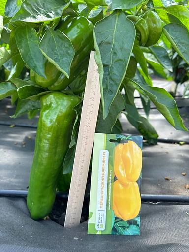 Семена посевные Перец сладкий «Джемини F1» ОПТ фото 4