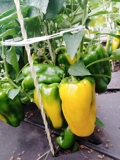 Семена посевные Перец сладкий «Джемини F1» ОПТ фото 5