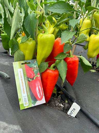 Семена посевные Перец сладкий «Лотта F1» ОПТ фото 2