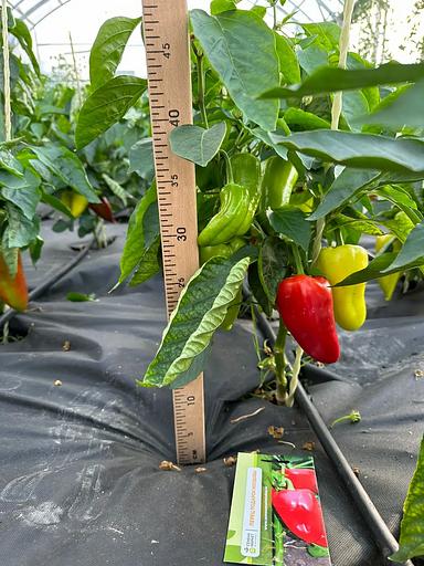 Sowing seeds Pepper “Gift of Moldova” WHOLESALE фото 5