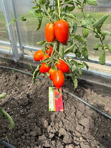 Семена посевные Томат «Регби F1» ОПТ фото 3