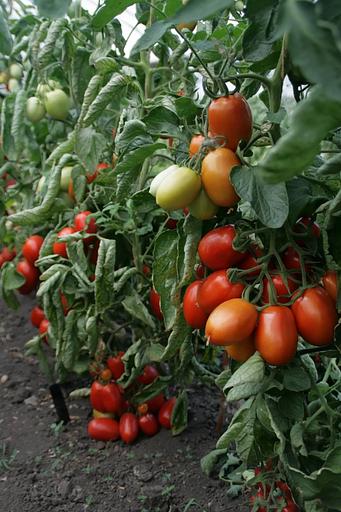 Семена посевные Томат «Регби F1» ОПТ фото 4