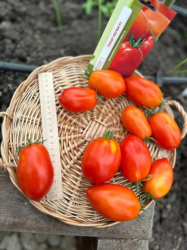 Семена посевные Томат «Регби F1» ОПТ фото 5