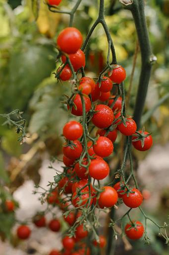 Семена посевные Томат «Днестровский жемчуг F1» ОПТ фото 2