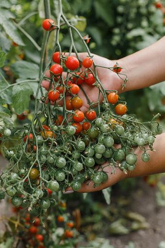 Семена посевные Томат «Днестровский жемчуг F1» ОПТ фото 3