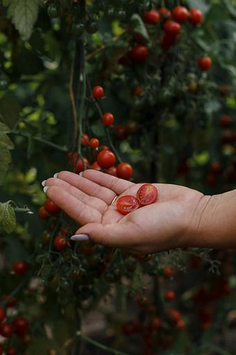 Семена посевные Томат «Днестровский жемчуг F1» ОПТ фото 5