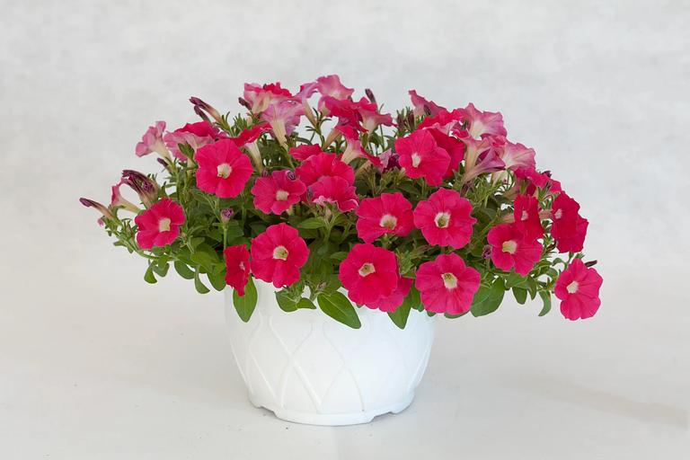 Sowing seeds Petunia Elegant "Fotina F1" WHOLESALE фото 2