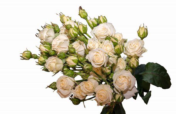 Розы сорта Беларус ОПТ фото 1