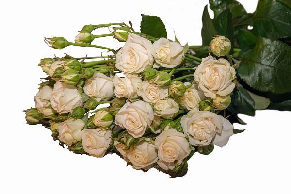 Розы сорта Беларус ОПТ фото 2