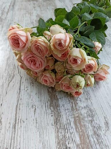 Roses varieties Katie Grandmas Finest WHOLESALE фото 1