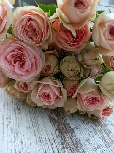 Roses varieties Katie Grandmas Finest WHOLESALE фото 2