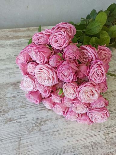 玫瑰品种 Lady Bombastic 批发 фото 1