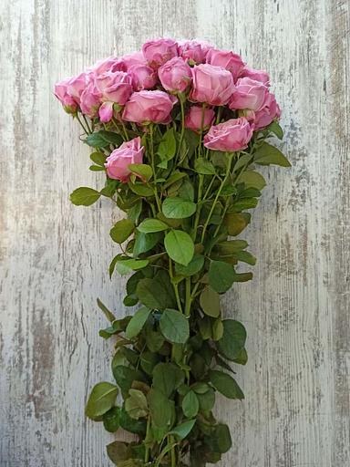 玫瑰品种 Lady Bombastic 批发 фото 2