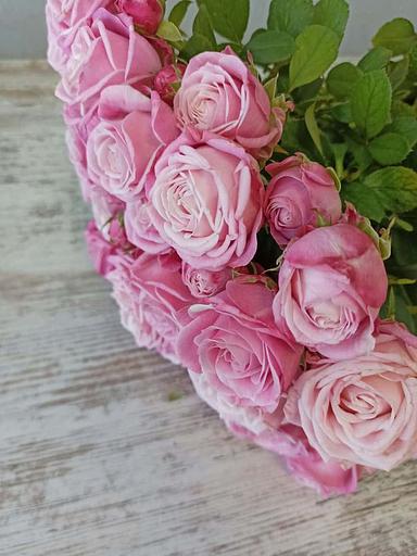 玫瑰品种 Lady Bombastic 批发 фото 3