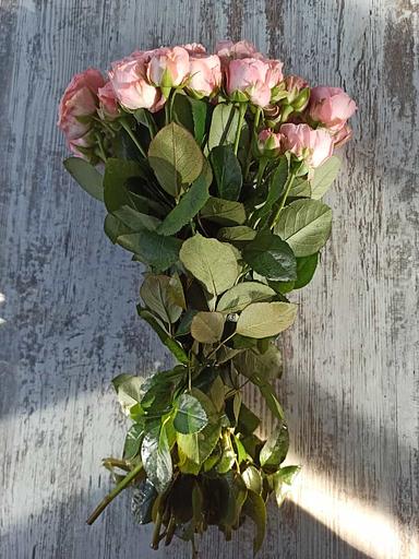 Розы сорта Мадам Бомбастик ОПТ фото 2