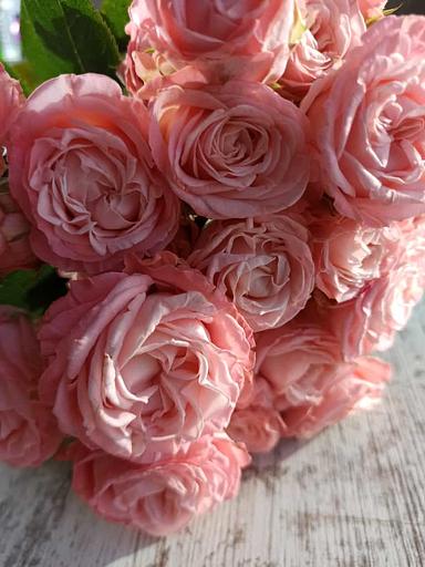 Розы сорта Мадам Бомбастик ОПТ фото 4