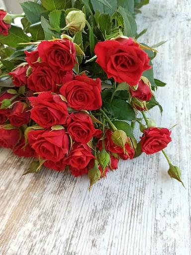 Roses varieties Mirabelle OPT фото 1
