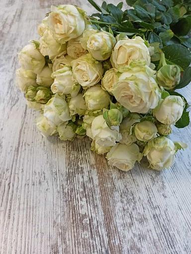 Розы сорта Мисс Бомбастик ОПТ фото 1