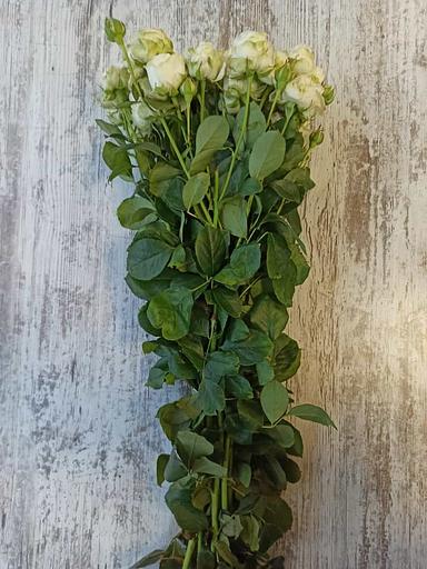 Розы сорта Мисс Бомбастик ОПТ фото 3