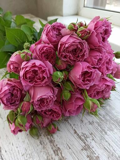 Розы сорта Мисти Бабблс ОПТ фото 1