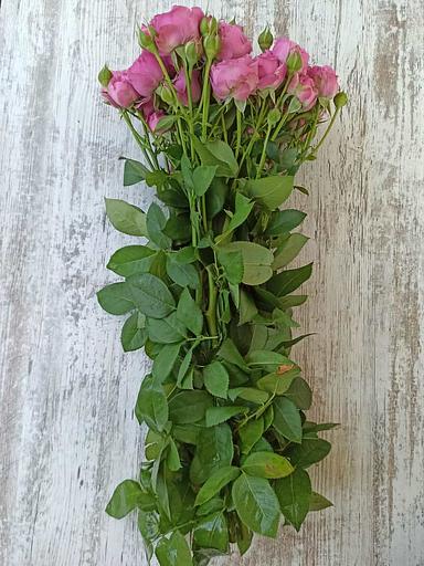 Розы сорта Мисти Бабблс ОПТ фото 2