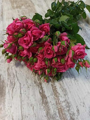 Розы сорта Пинк Дайменшен ОПТ фото 1