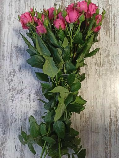 Розы сорта Пинк Дайменшен ОПТ фото 2