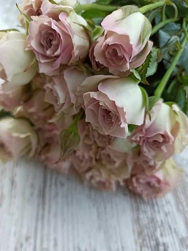 Розы сорта Сильвер Рейн ОПТ фото 1