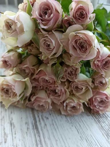 Розы сорта Сильвер Рейн ОПТ фото 2