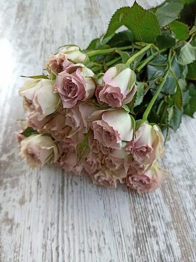 Розы сорта Сильвер Рейн ОПТ фото 3