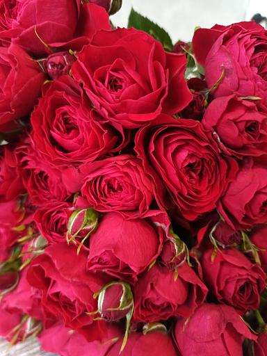 Розы сорта Скарлет Дайменшен ОПТ фото 1