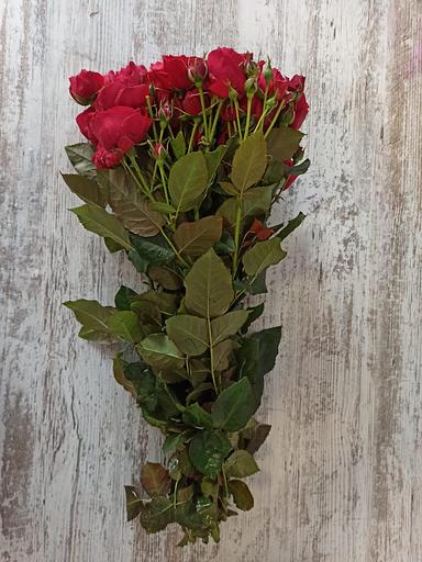 Розы сорта Скарлет Дайменшен ОПТ фото 2