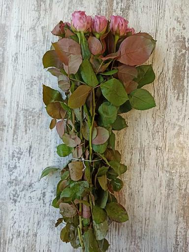 Розы сорта Маритим ОПТ фото 2