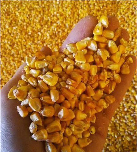 Фуражная кукуруза фото 1
