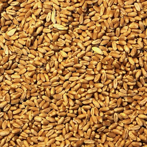 食品小麦3、4级 фото 1